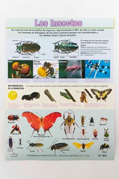 Laminas escolar Maucci x 5 Nº 891-los insectos