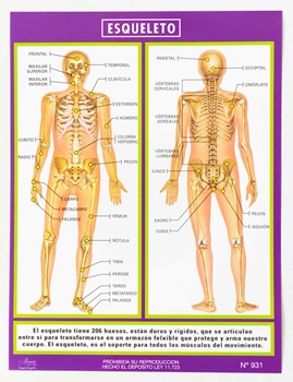 Laminas escolar Maucci x 5 Nº 931- esqueleto humano