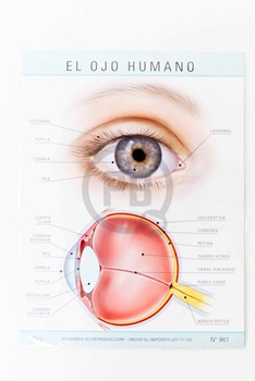 Laminas escolar Maucci x 5 Nº 961-el ojo humano