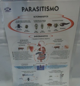 Lamina Nº 5 Mc parasitismo x 10 unidades